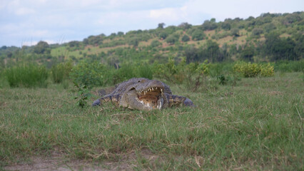 Close up from a crocodile laying in the grass