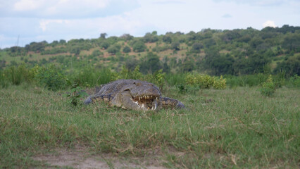 Close up from a crocodile laying in the grass