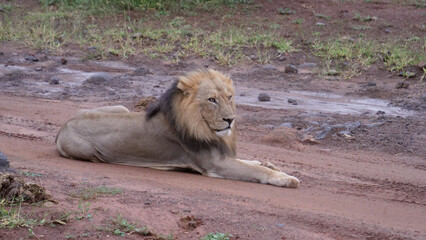 Male lion laying on a dirt road