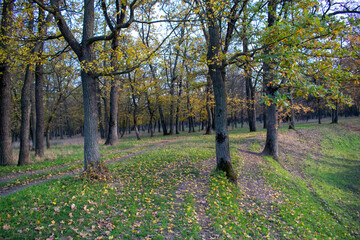 Naklejka premium Sunset in the autumn plain forest
