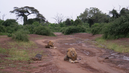 Two male lions laying on a dirt road
