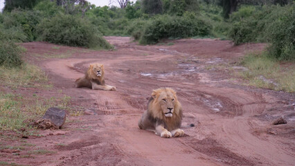 Two male lions laying on a dirt road