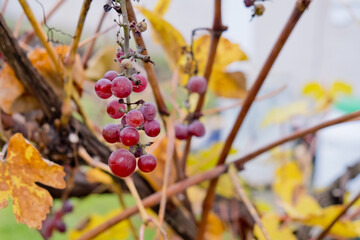 Bunch of red grapes on a stem. Close-up.