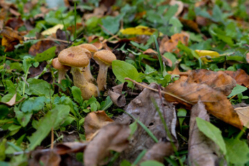 Autumn mushrooms honey agarics close-up in green grass. Selective focus.