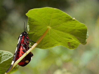 papillon noir et rouge