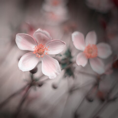 Piękny zawilec japoński. Kolorowe kwiaty anemonów kwitnących latem w ogrodzie. Rośliny ozdobne. Delikatne płatki zawilca. Rozmyte pastelowe tło.  - obrazy, fototapety, plakaty