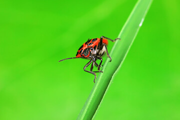 Stink bug on green leaves, North China