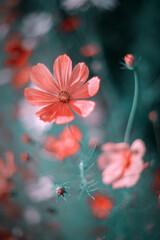 Piękny kwiat kosmos onętek na letniej, naturalistycznej kwiatowej rabacie. Kwitnące, ozdobne rośliny. Przyroda w ogrodzie. © anettastar