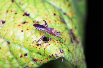 Stink bug on green leaves, North China