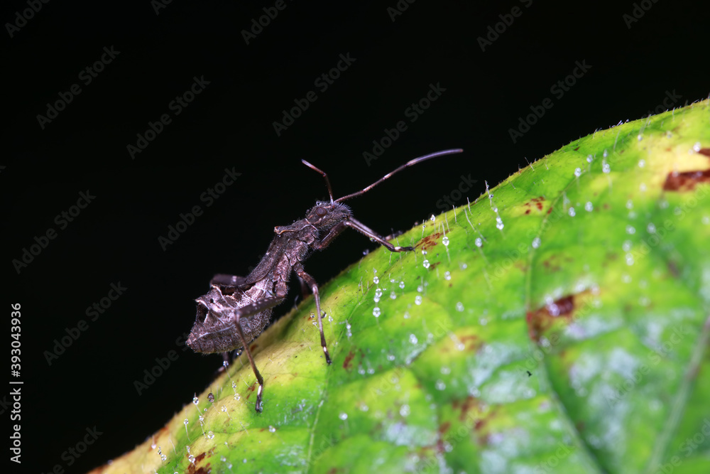 Wall mural stink bug on green leaves, north china