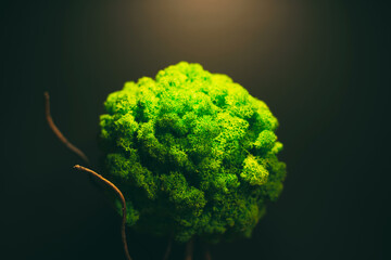 Close up photo of decorative greenery on dark background .