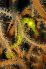 Yellow tigertail seahorse