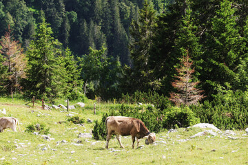 A herd of cows in Alpine mountains, Germany, Bavaria