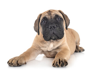 puppy bullmastiff in studio