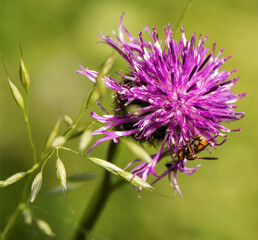 Centaurée sauvage à Drom, France