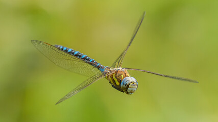 dragonfly migrant hawker (Aeshna mixta) in flight