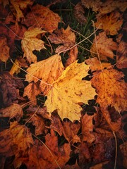 autumn leaves on the ground
