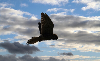 Kestrel hovering looking for prey. Montaged sky.