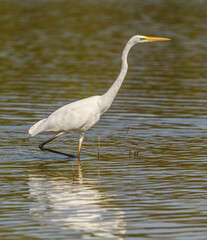 great egret (Ardea alba) alias common, large or great white egret or heron wading in pond