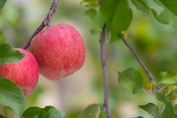 おいしそうに実った真っ赤なリンゴ