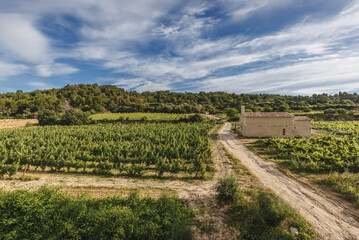 Vineyards in the countryside of the Provence region in south France