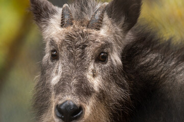 Fototapeta premium 優しい眼差し 天然記念物ニホンカモシカ