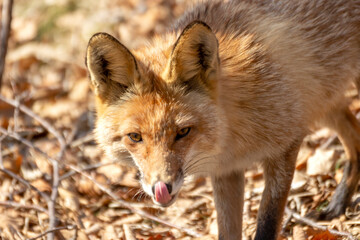 Fototapeta premium The fox licks its lips in the autumn forest.