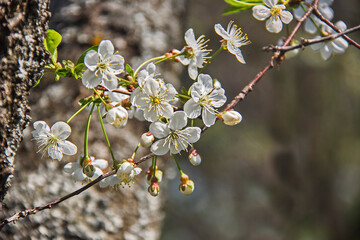Blooming fruit tree is a symbol of freshness and spring. Flowering branch on a dark background. Selective focus. Blur.