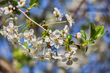 Blooming fruit tree is a symbol of freshness and spring. Flowering branch on a blue background. Selective focus. Blur.