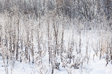 Winter landscape  dry grass in the forest of the setting sun