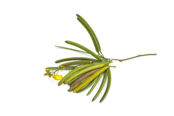 Senna occidentalis(Coffea senna, Coffeeweed)seed on white background.