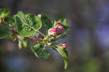 Blooming fruit tree is a symbol of freshness and spring. Flowering branch on a dark background. Selective focus. Blur.
