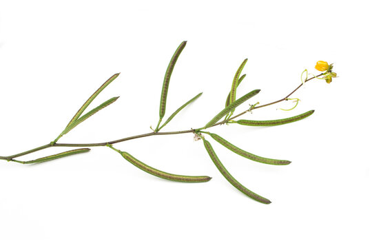 Senna occidentalis(Coffea senna, Coffeeweed)seed on white background.
