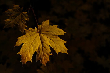 autumn forest. yellow maple tree
