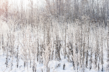 Winter landscape  dry grass in the forest of the setting sun