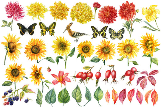 Set of watercolor bright flowers, dahlias, sunflowers, lilies, blackberries, autumn leaves, butterflies, bird.