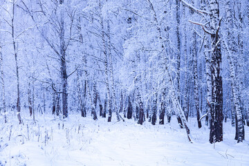 Snow-covered trees on a cloudy day. Birch Grove.