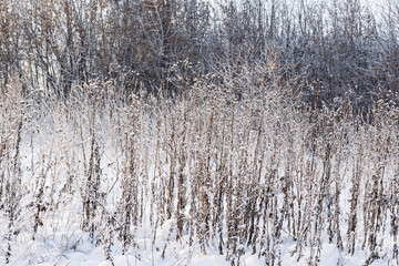 Fototapeta premium Winter landscape dry grass in the forest of the setting sun