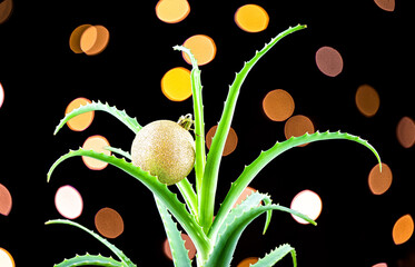 Aloe with Christmas ball toy on Christmas background.