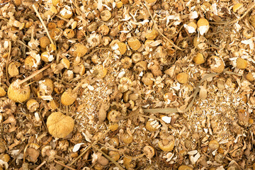 Full frame of dried chamomile flowers as background.
