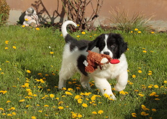 Little Landseer dog is very playful
