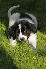 Little Landseer dog is very playful