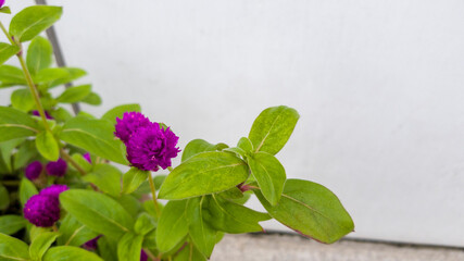 The little blossoms bloomed lovely