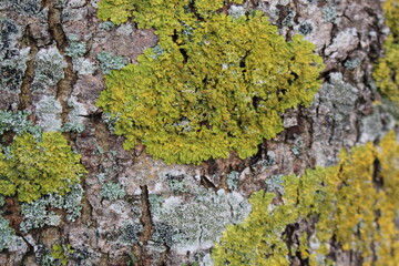 moss on tree bark