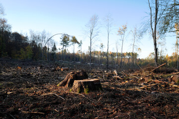 Gerodetes Waldgebiet mit Baumstümpfen, gefällten Baumstämmen und Ästen auf dem Waldboden und einzelne stehen gelassene Bäume - Stockfoto