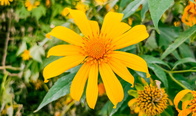 Yellow flower blooming in Thung Bua Tong, Mae Moh, Lampang, Thailand. Tithonia diversifolia. Beautiful nature concept