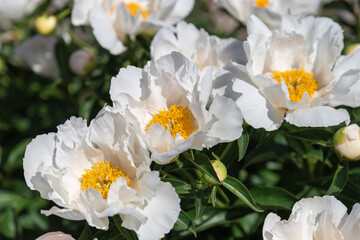 Beautiful white peonies in the garden.