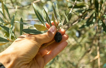 Picking olives by hand.