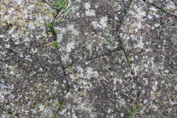 green moss on stone