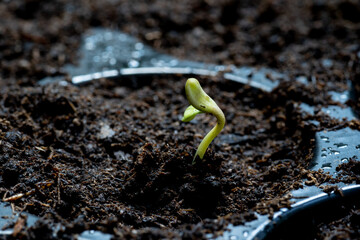 Baby cannabis plant. The vegetative stage of marijuana growing.